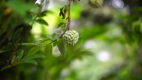 Green sugar apple hanging on tree with it's branches and green leaves Stock Footage 288557173