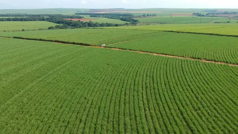 Green sugar cane field Stock Footage 109172685