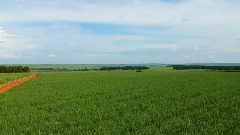 Green sugar cane field Video stock 145699290