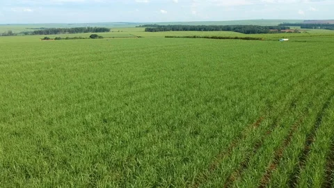 Green sugar cane field Stock Footage 145699682