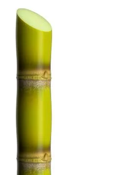 Green sugar cane. Stock Illustration