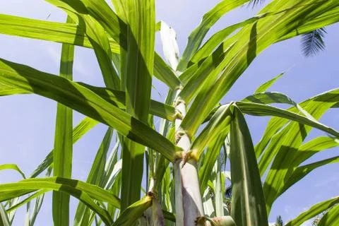 Green sugar cane tree and leaves blades over blue sky in thailand Foto stock