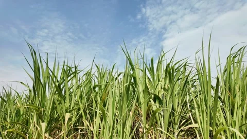 Green sugarcane fields are growing beautifully Stock Footage 264722441