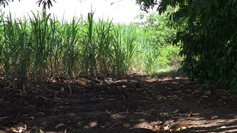 Green sugarcane grows beside a dirt path shaded by a mango tree. Small birds des Stock Footage 337222124