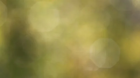 Green summer background Stock Footage 10571939