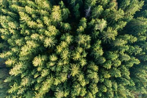 Green summer background Stock Photos