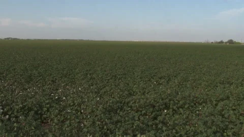 Green summer cotton field  changes to white with fully mature cotton bolls, 4K. Stock Footage 165449510