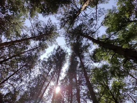 Green summer forest background. High trees perspective view from the ground Stock Photos