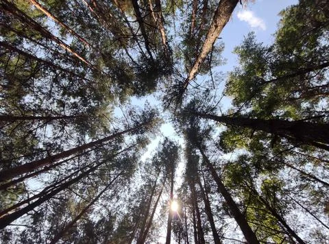 Green summer forest background. High trees perspective view from the ground Stock Photos