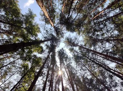Green summer forest background. High trees perspective view from the ground Stock Photos