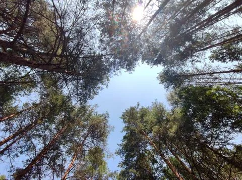 Green summer forest background. High trees perspective view from the ground Stock Photos