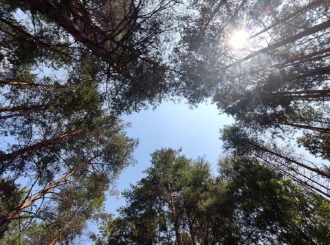 Green summer forest background. High trees perspective view from the ground Stock Photos
