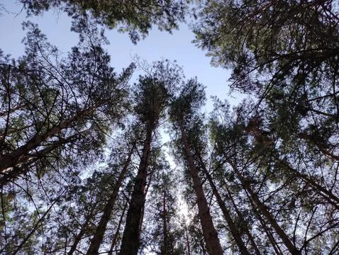 Green summer forest background. High trees perspective view from the ground Stock Photos