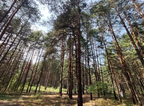 Green summer forest background. High trees perspective view from the ground Stock Photos