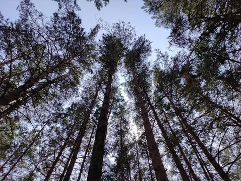 Green summer forest background. High trees perspective view from the ground Stock Photos