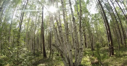 Green summer forest in eastern Siberia near Lake Baikal, birch and cedar Stock Footage 53381275