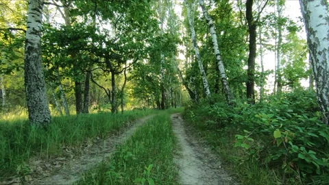 Green summer forest Stock Footage 156378943