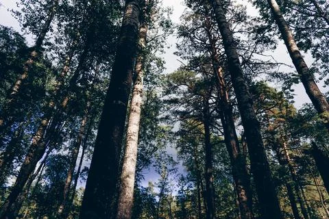 Green summer forest landscape, beautiful trees, grass and cloudy sky, brigh.. Foto stock