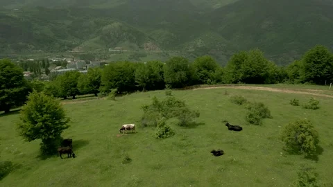 Green summer forest on the mountains. Drone flies over the tops of trees. Stock Footage 257124092