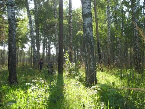 Green summer forest Stock Photos