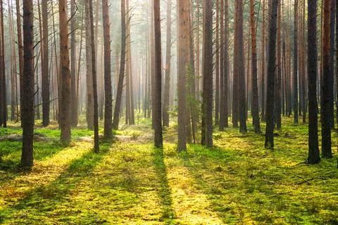 Green summer forest Stock Photos