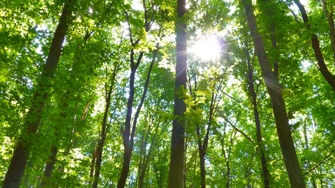 Green summer forest. The sun's rays shine through the branches of trees Video stock 111444716