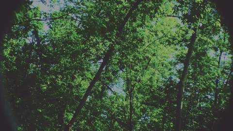 Green summer forest trees transition background Stock Footage 109206791