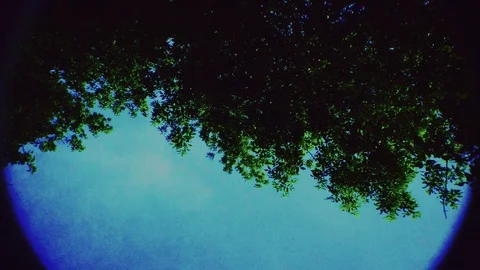 Green summer forest trees transition background Stock Footage 109206914
