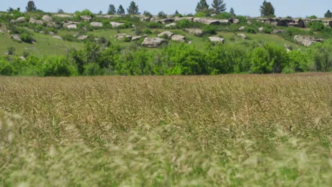 Green summer grain dances in wind Stock Footage 271158019