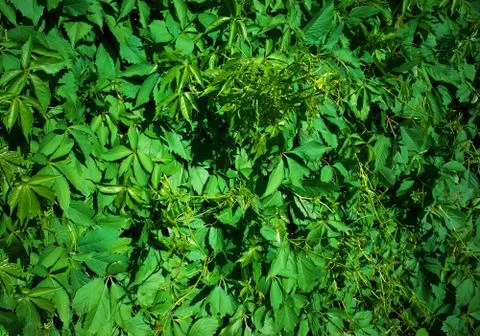 Green summer grass texture background Foto stock