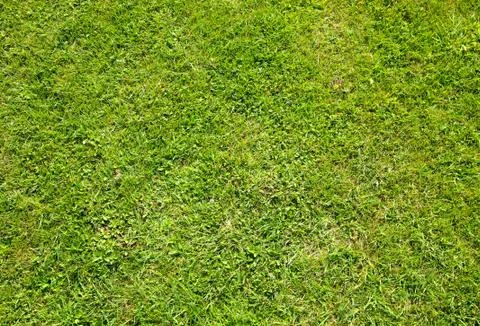 Green summer grass texture close up background. 库存照片