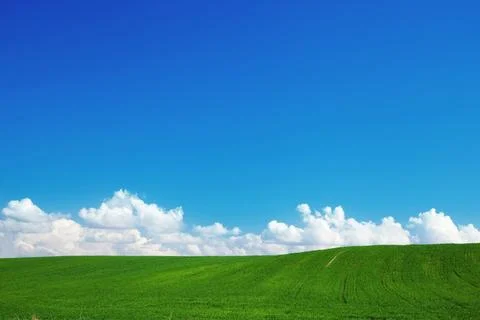Green summer landscape 写真素材