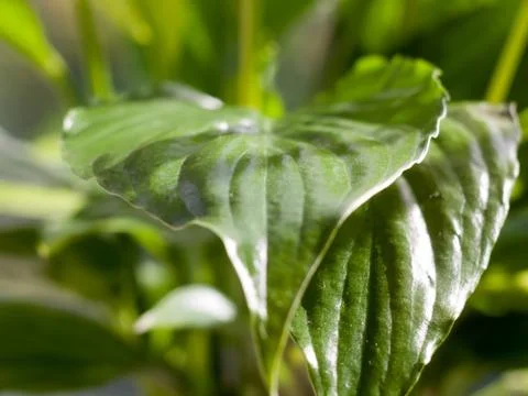Green summer leaf close up background texture Stock Photos