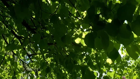 Green summer leaves background beach tree UK 4K Video stock 130280858