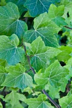 Green summer leaves pattern background. Foto stock