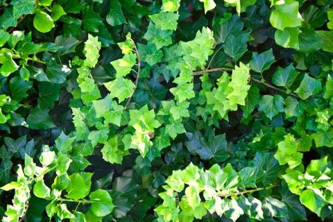 Green summer leaves pattern background. Foto stock