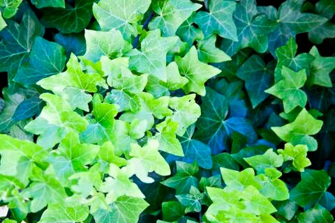 Green summer leaves pattern background. Foto stock