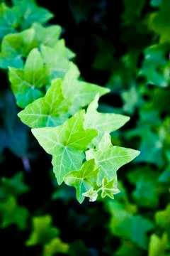Green summer leaves pattern background. Foto stock