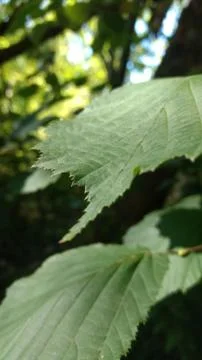 Green Summer Leaves Stock Photos