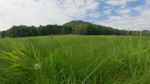 Green summer meadow grass macro wide countryside field round hill Stock Footage 163651223