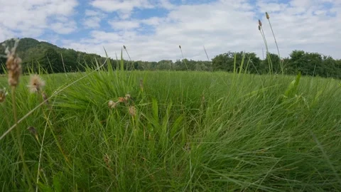 Green summer meadow grass macro wide countryside field round hill Stock Footage 163651655