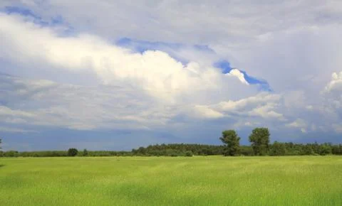 Green summer meadow 스톡 사진