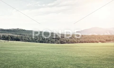 Green summer paradise Stock Photos