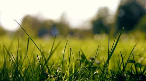 Green summer park Stock Footage