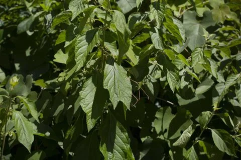 Green Summer Stock Photos