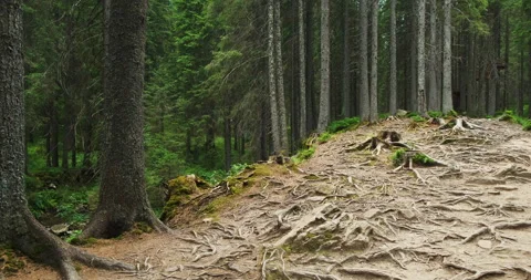 Green summer pine forest with old trees and roots. National park in mountains Stock Footage 162811399