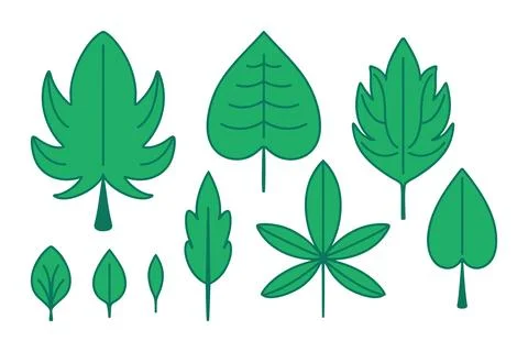 Green summer tree Foliage. Set of isolated different types of Leaves. Botanical Stock Illustration