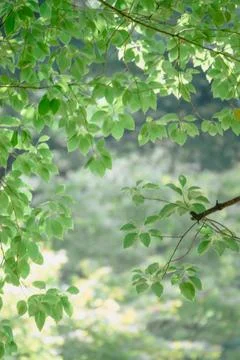 Green Summer Tree Stock Photos