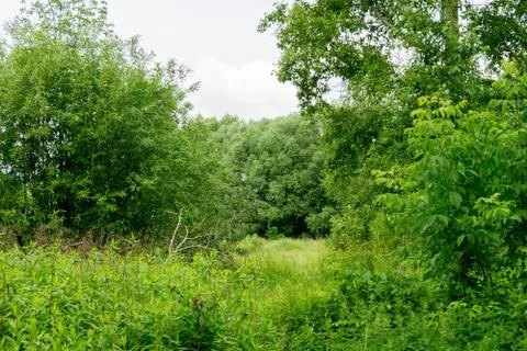 Green Summer Trees Foto stock