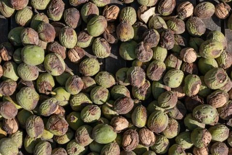 Green sun drying walnuts Stock Photos